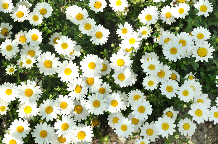 Feild of Daisy